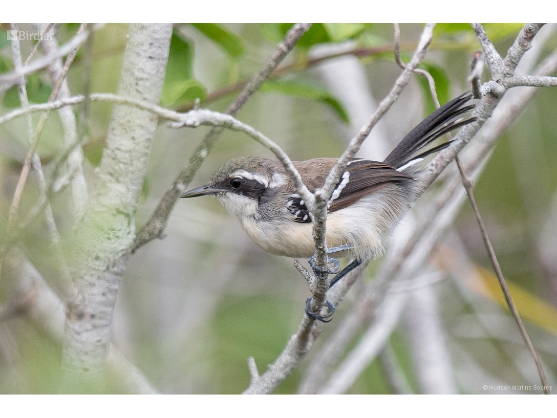 Formicivora littoralis