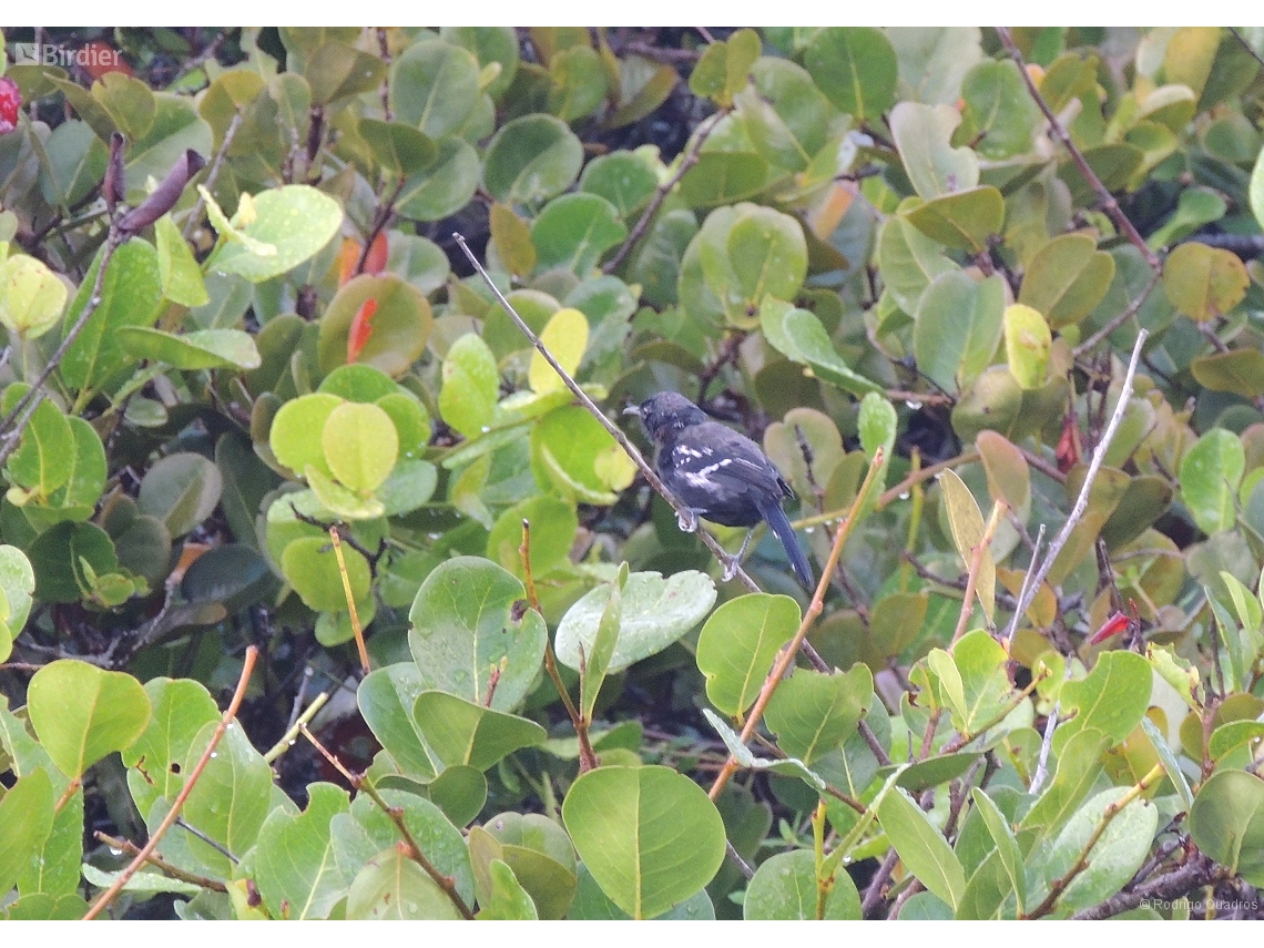 Formicivora littoralis