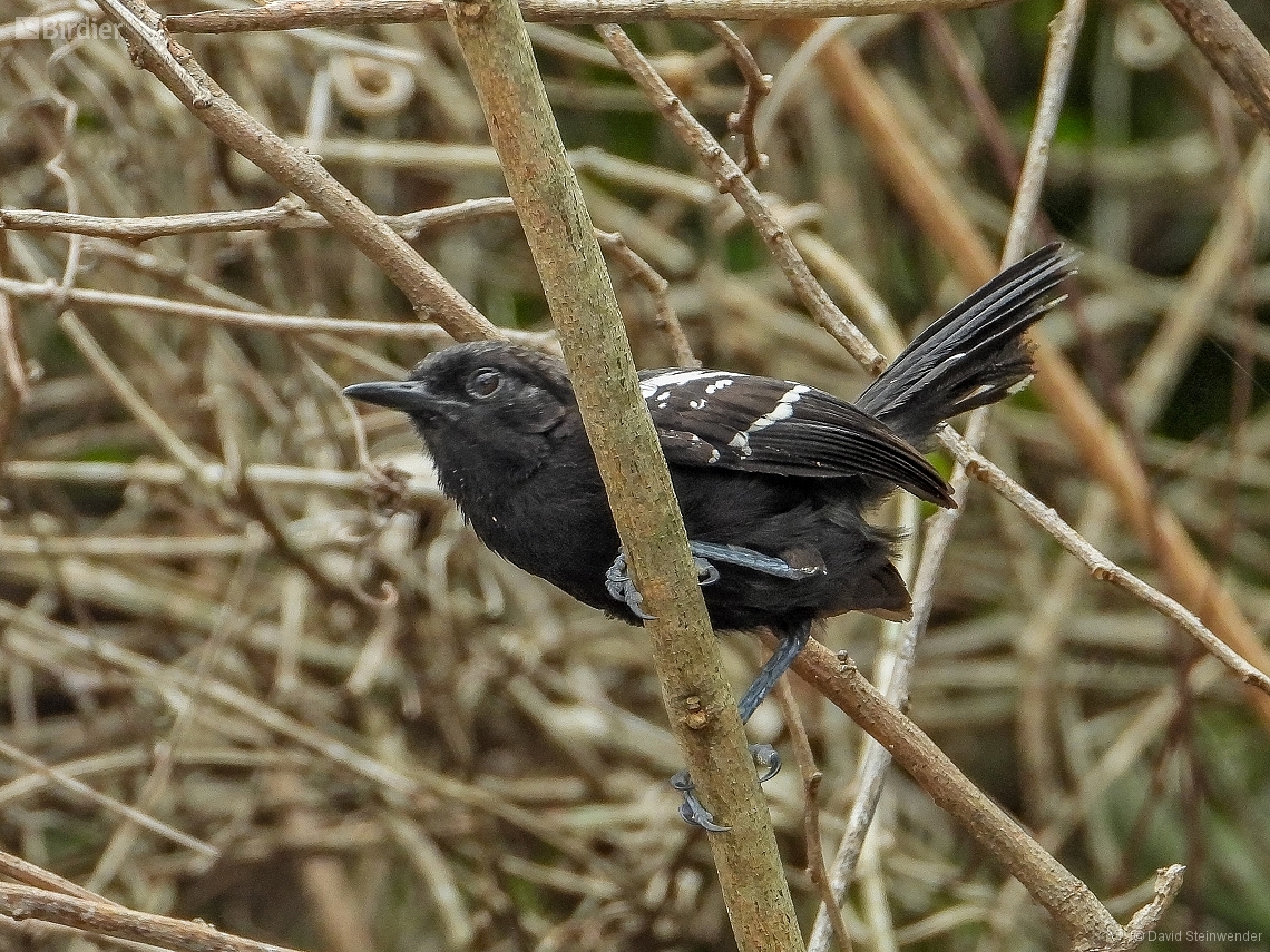 Formicivora littoralis