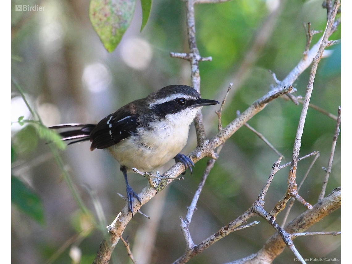 Formicivora littoralis