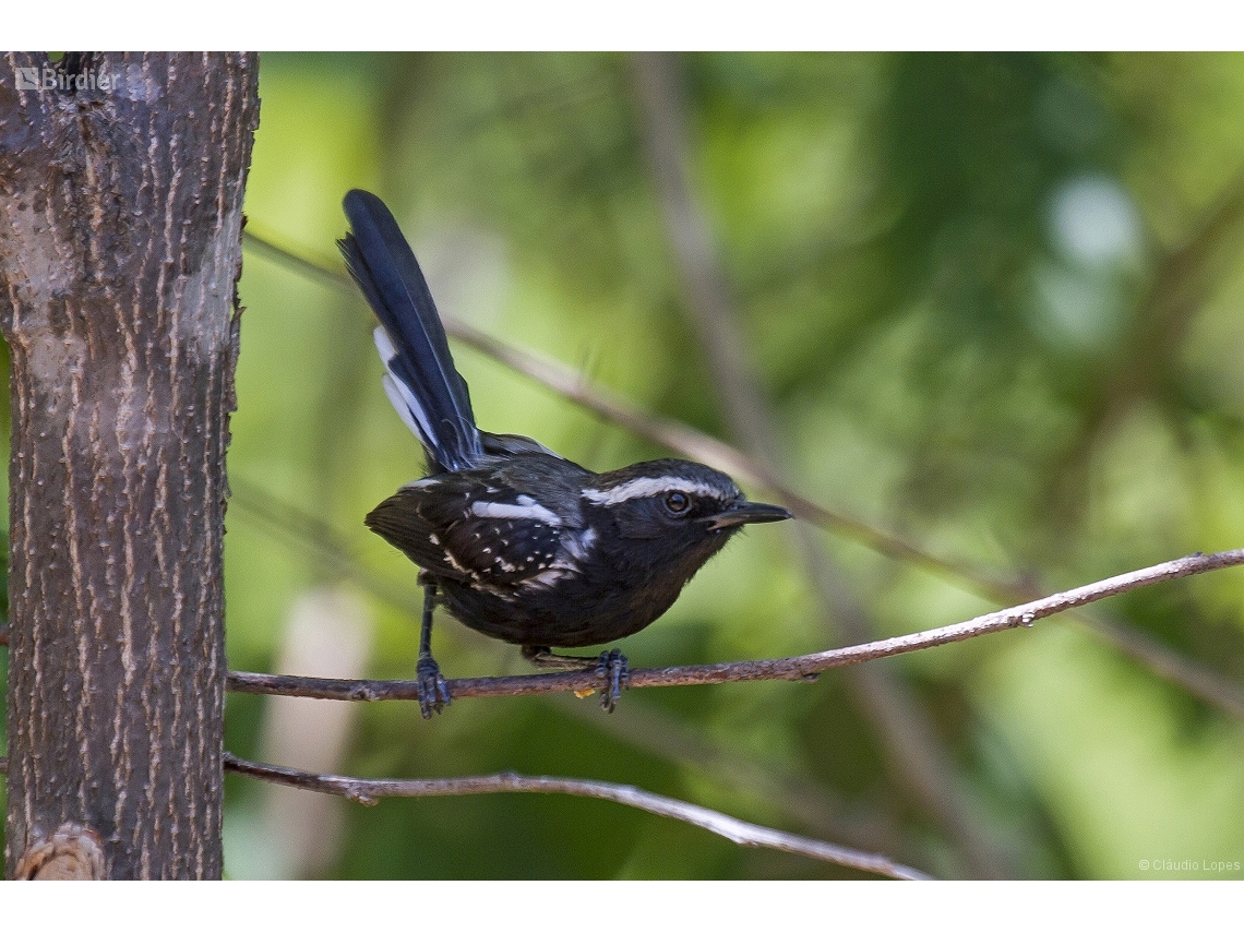 Formicivora melanogaster