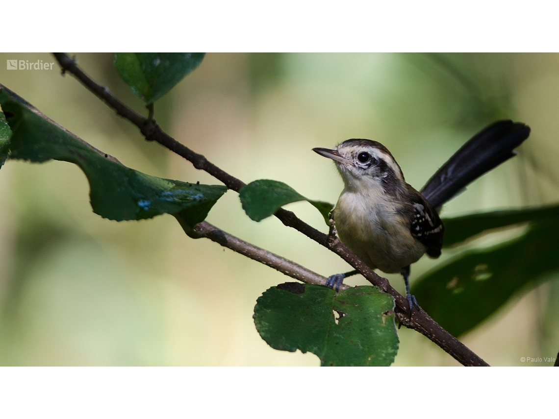 Formicivora melanogaster