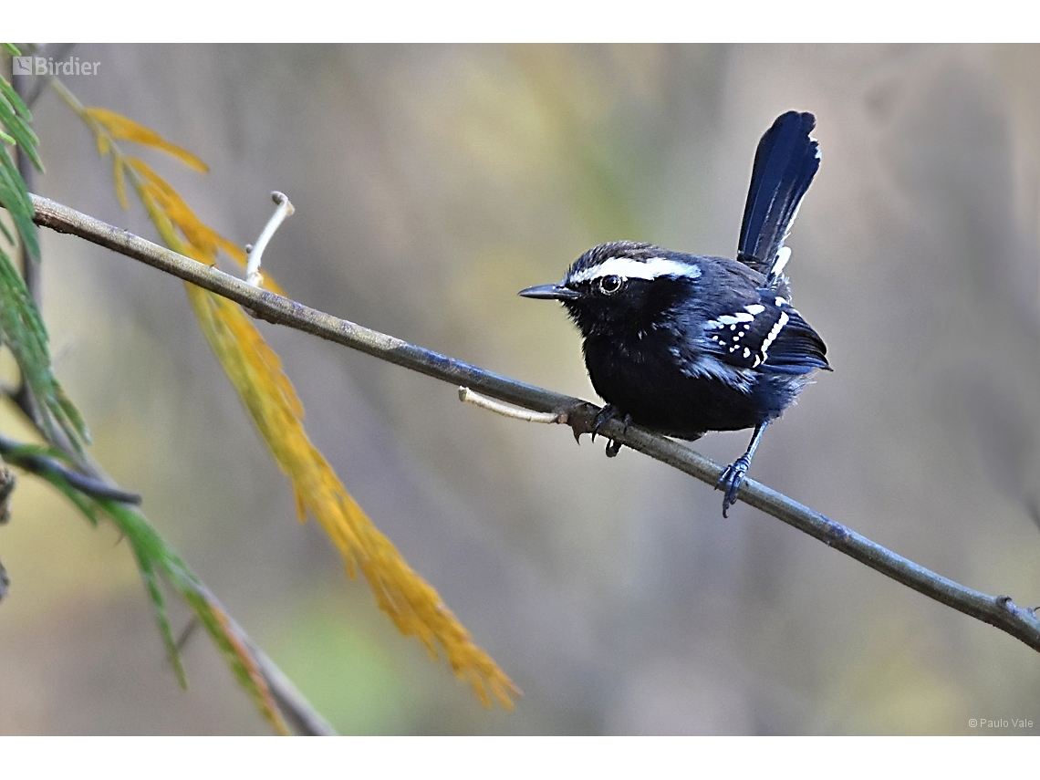 Formicivora melanogaster