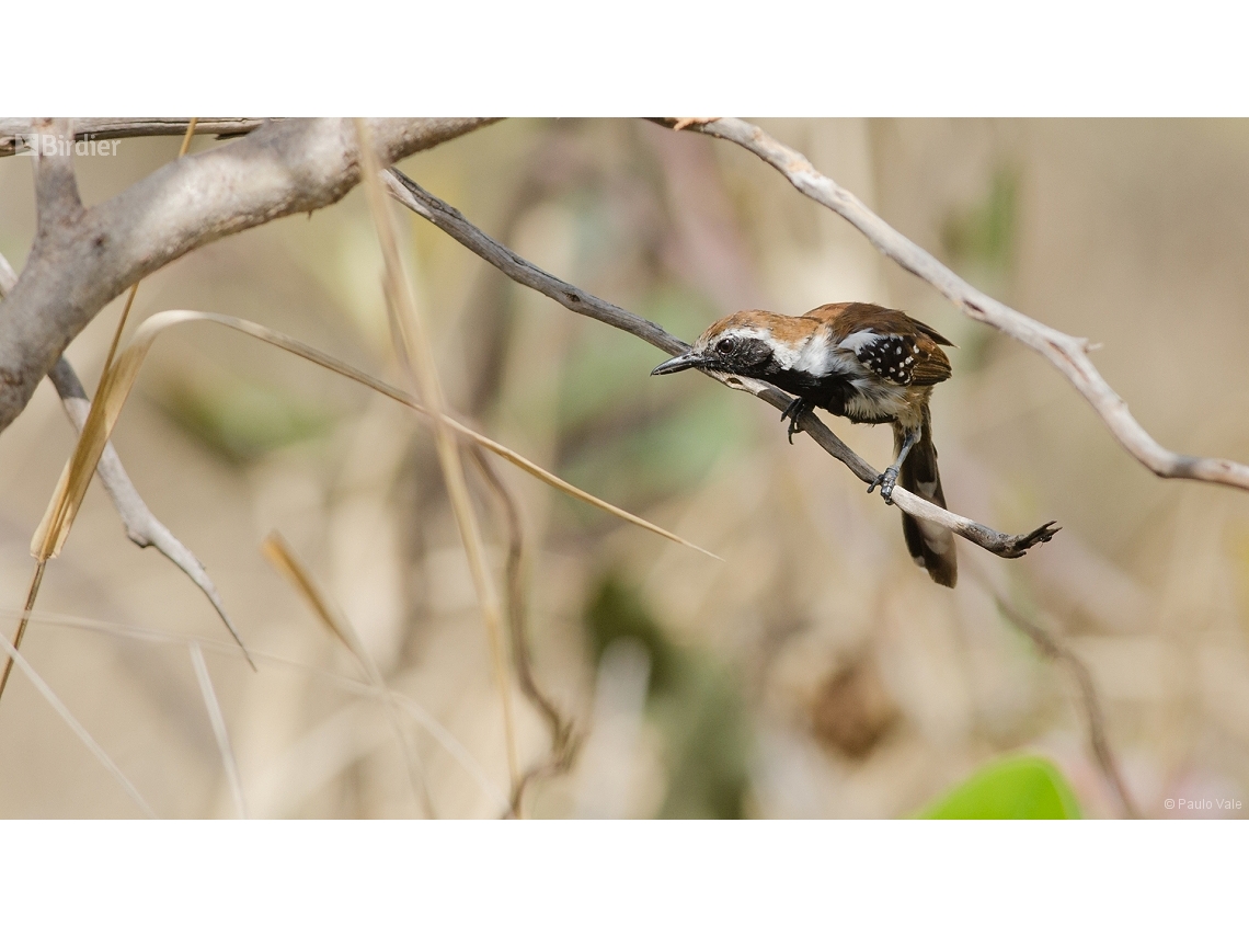 Formicivora rufa