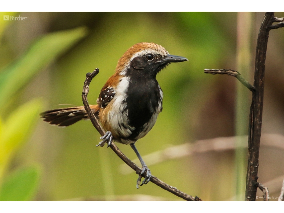 Formicivora rufa