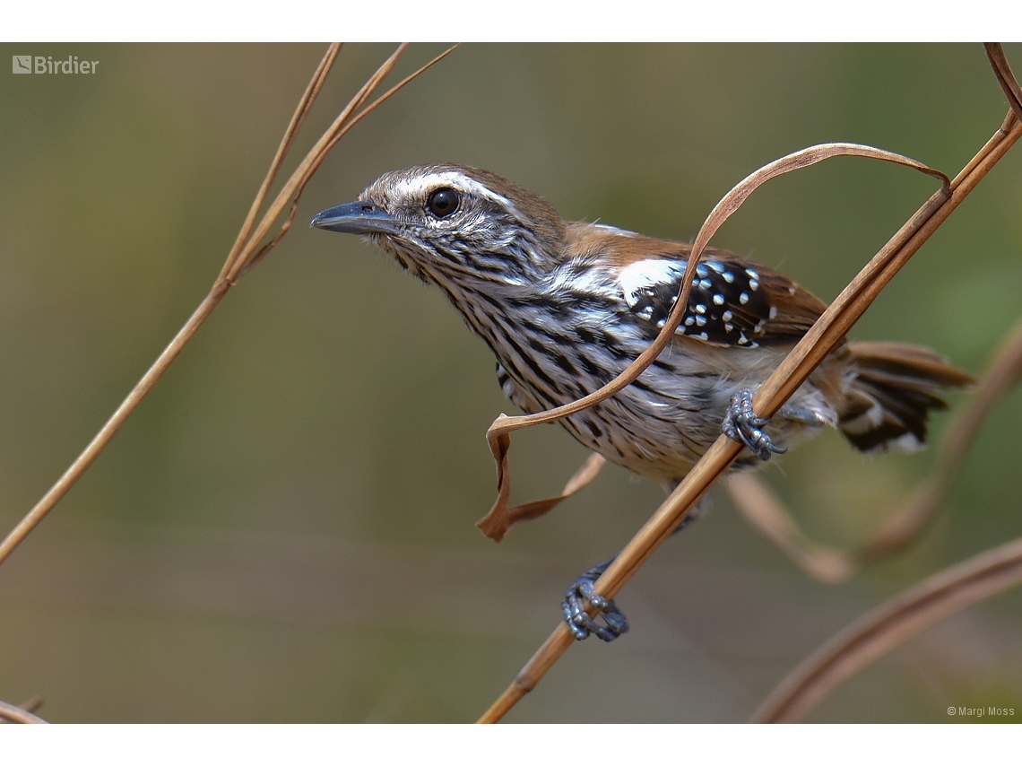 Formicivora rufa