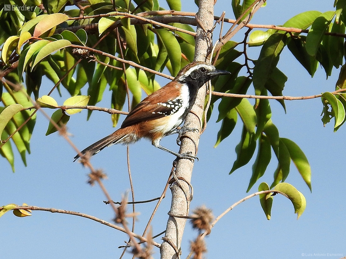 Formicivora rufa
