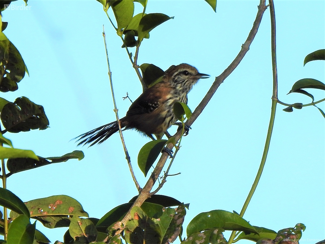Formicivora rufa