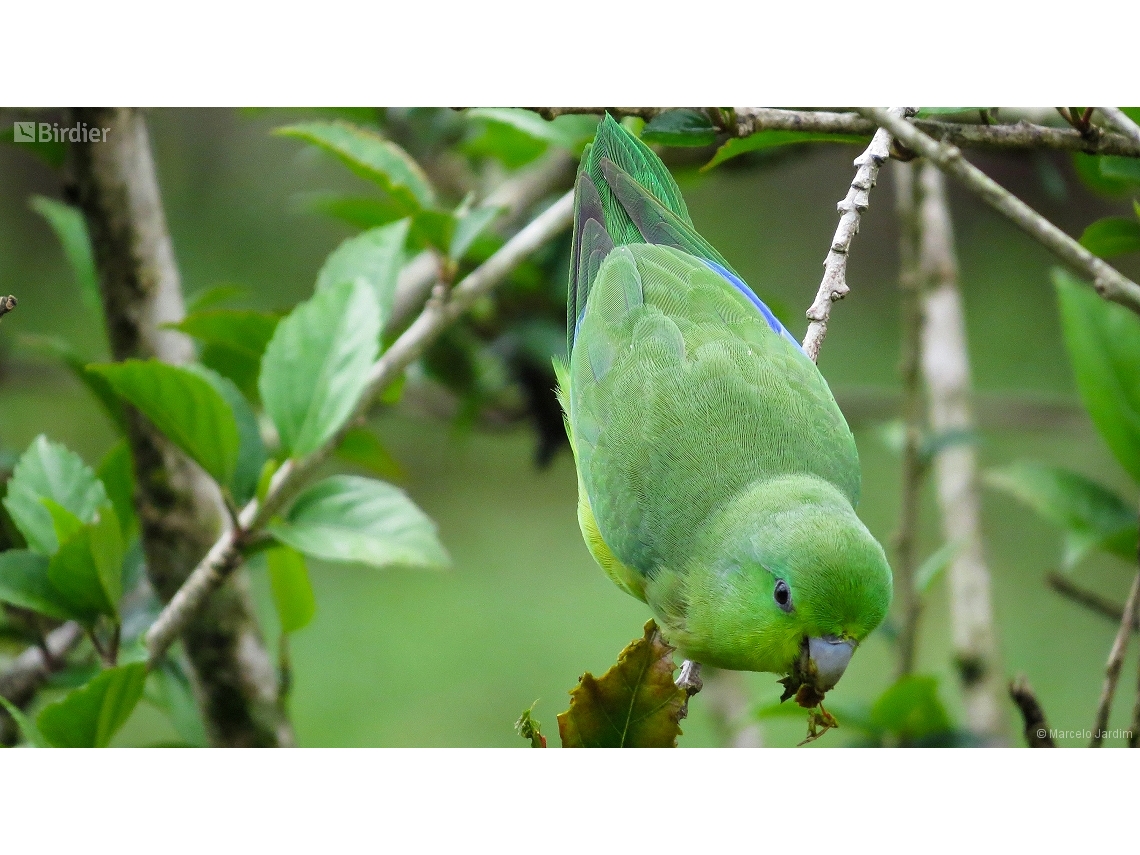 Forpus xanthopterygius