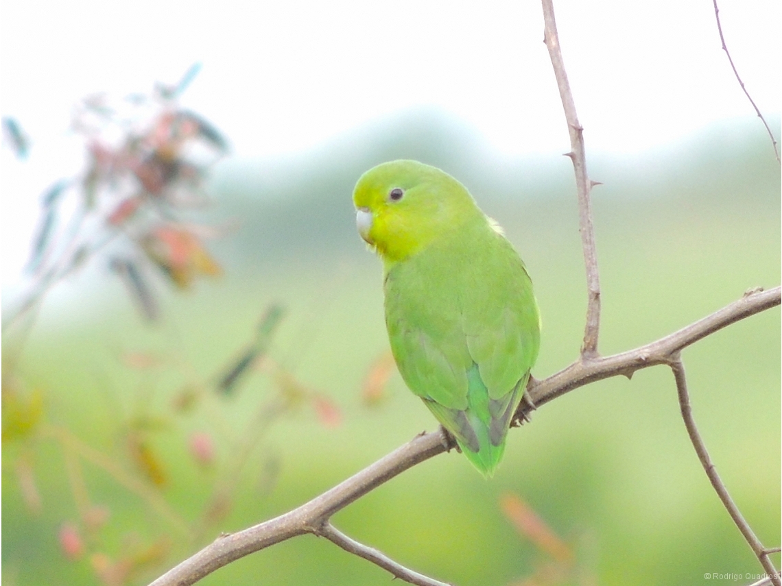 Forpus xanthopterygius