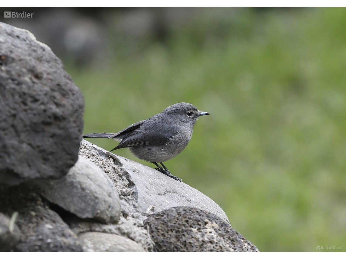 Fraseria caerulescens
