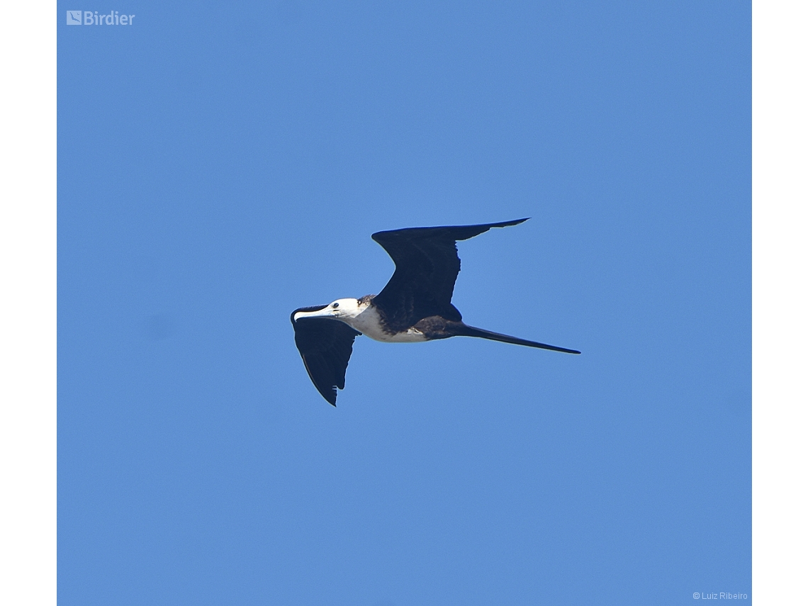 Fregata magnificens