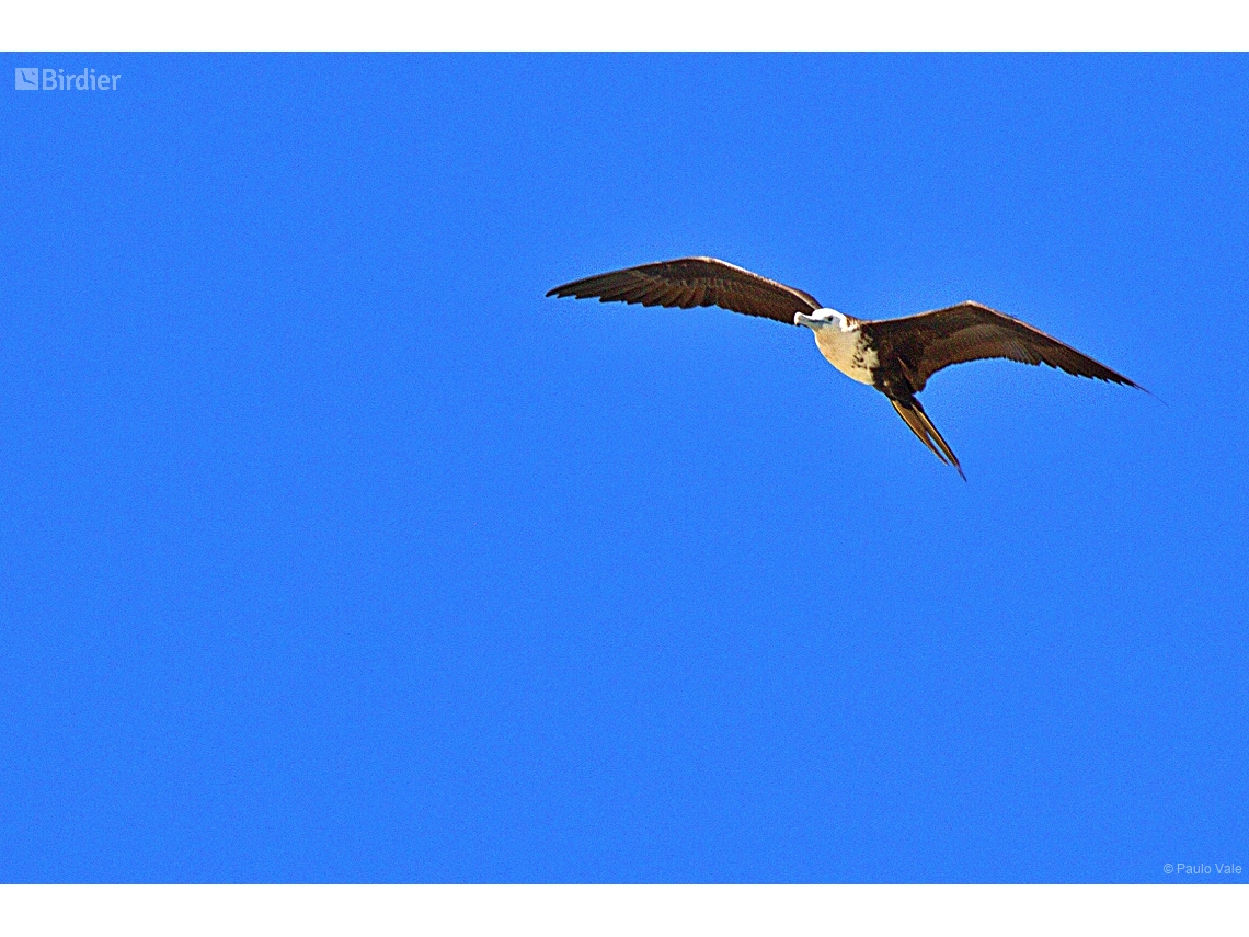 Fregata magnificens