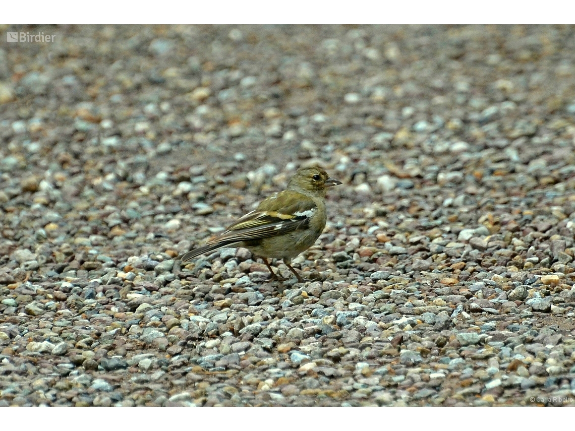 Fringilla coelebs
