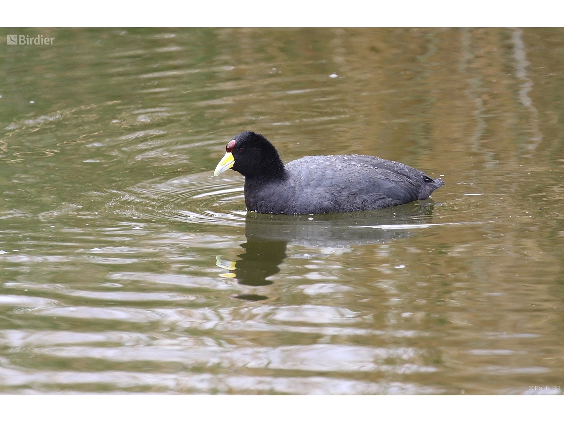 Fulica ardesiaca