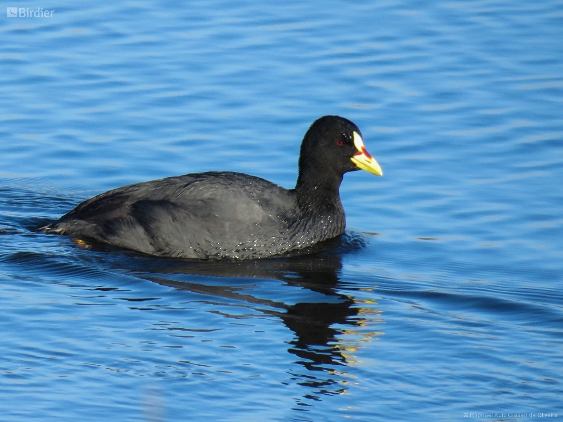 Fulica armillata