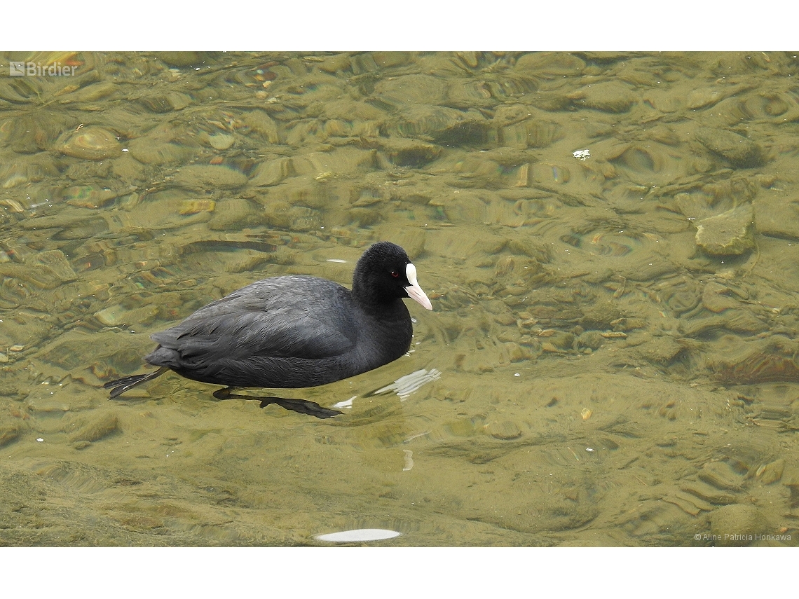 Fulica atra