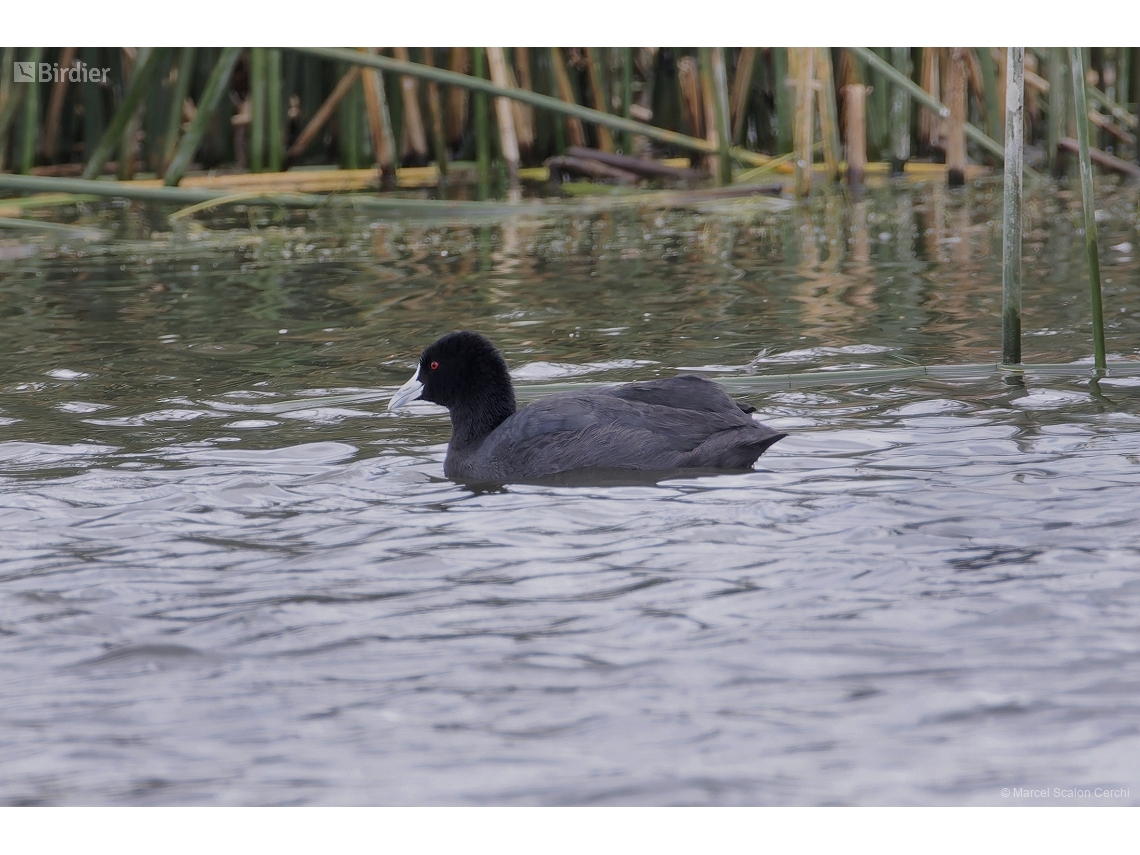 Fulica atra