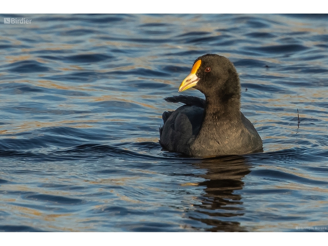 Fulica rufifrons