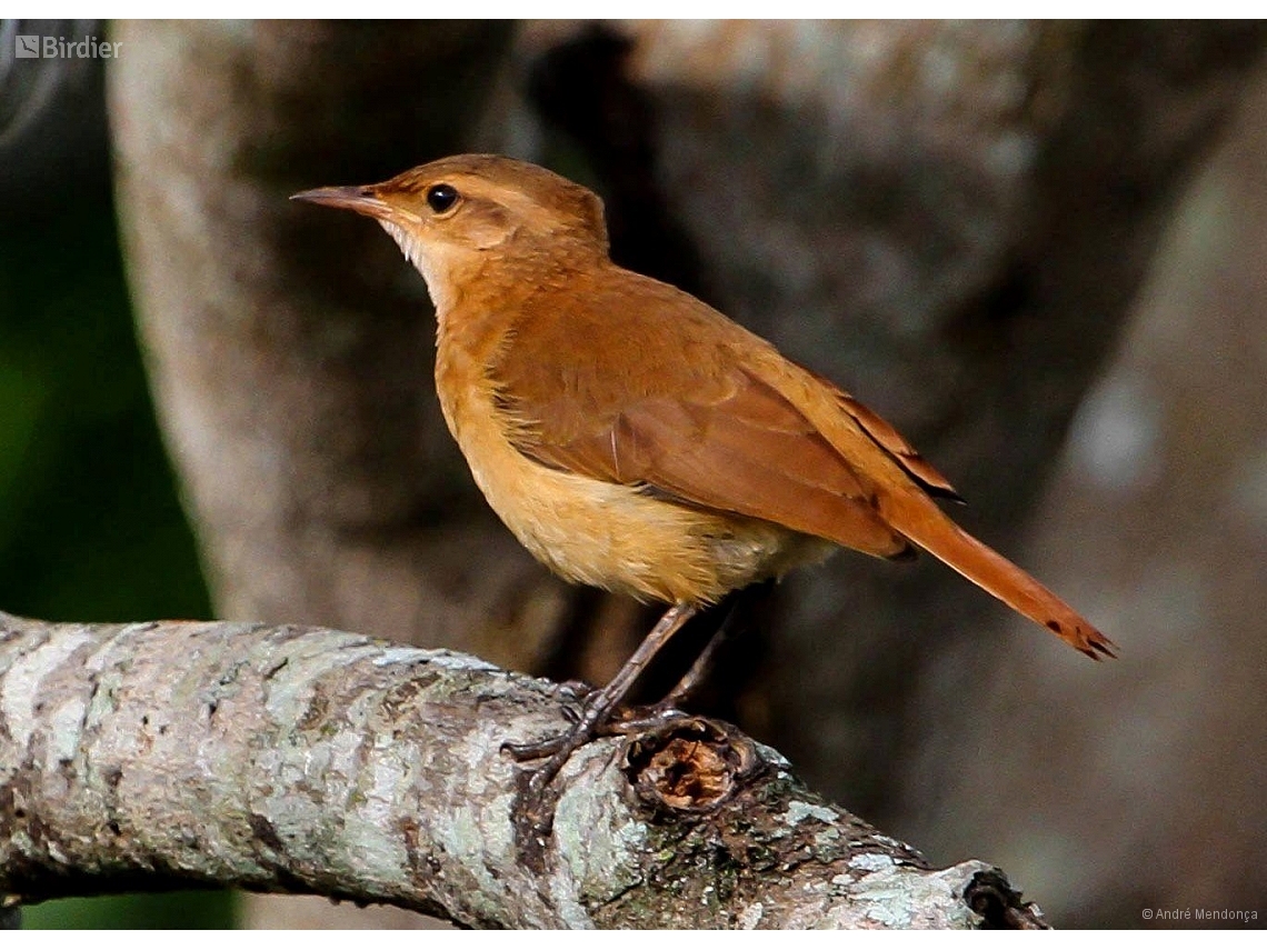 Furnarius rufus
