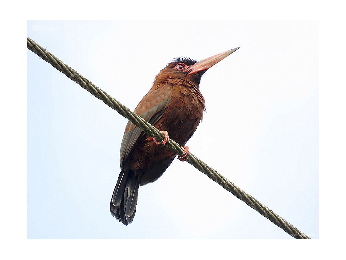 Galbalcyrhynchus purusianus