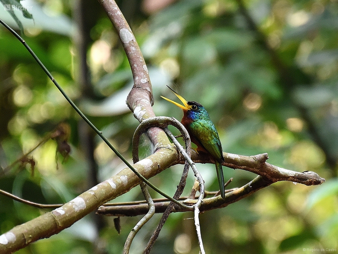 Galbula cyanicollis
