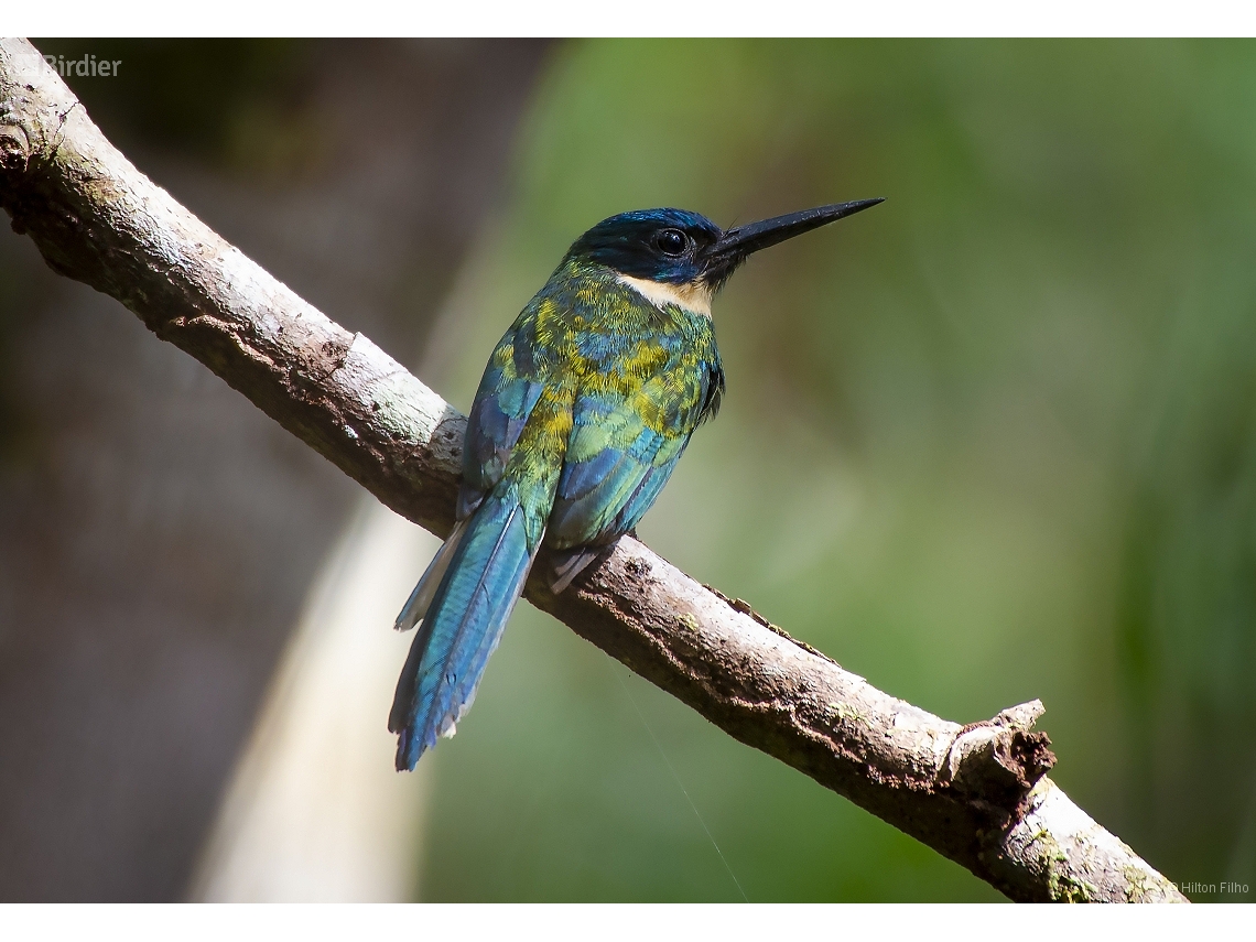 Galbula leucogastra