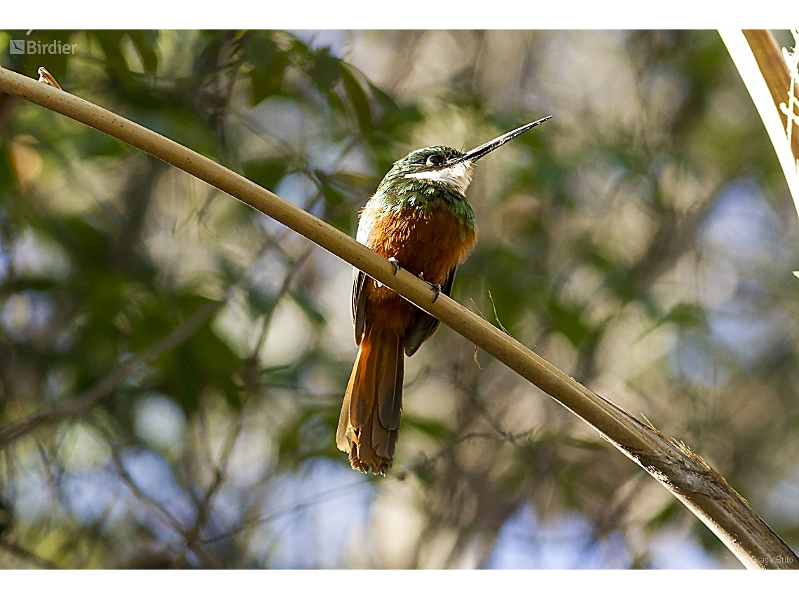 Galbula ruficauda