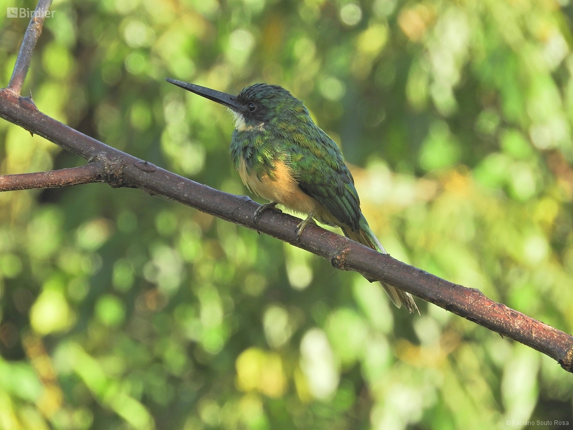 Galbula ruficauda