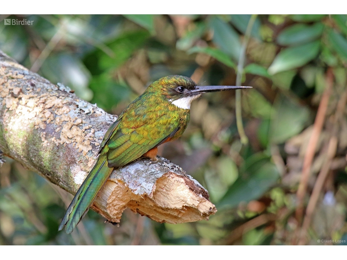 Galbula ruficauda