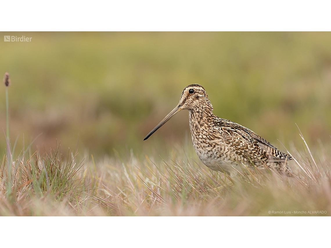 Gallinago paraguaiae