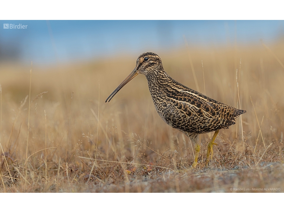 Gallinago stricklandii