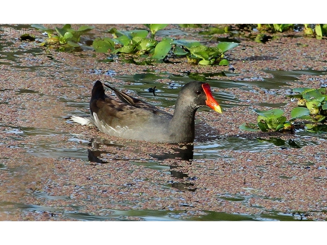 Gallinula galeata