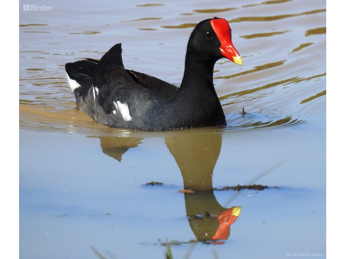 Gallinula galeata