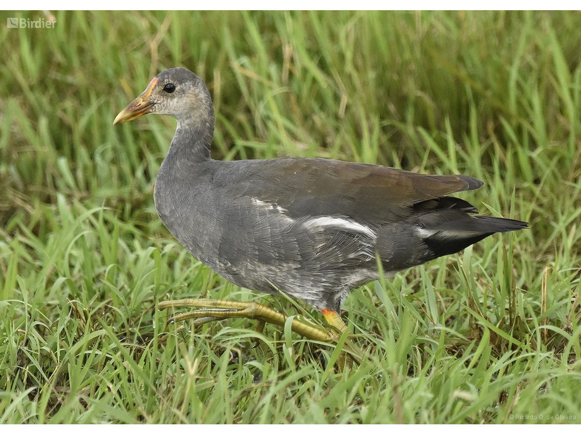 Gallinula galeata