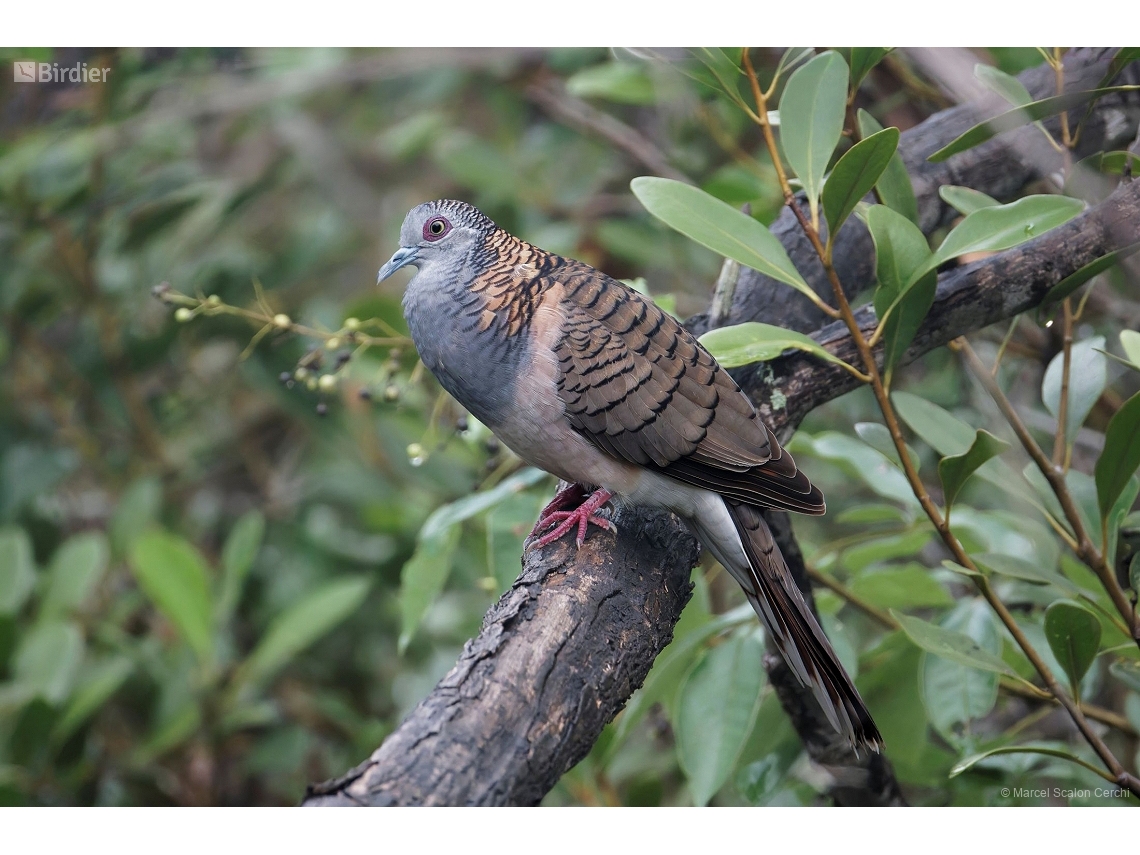 Geopelia humeralis