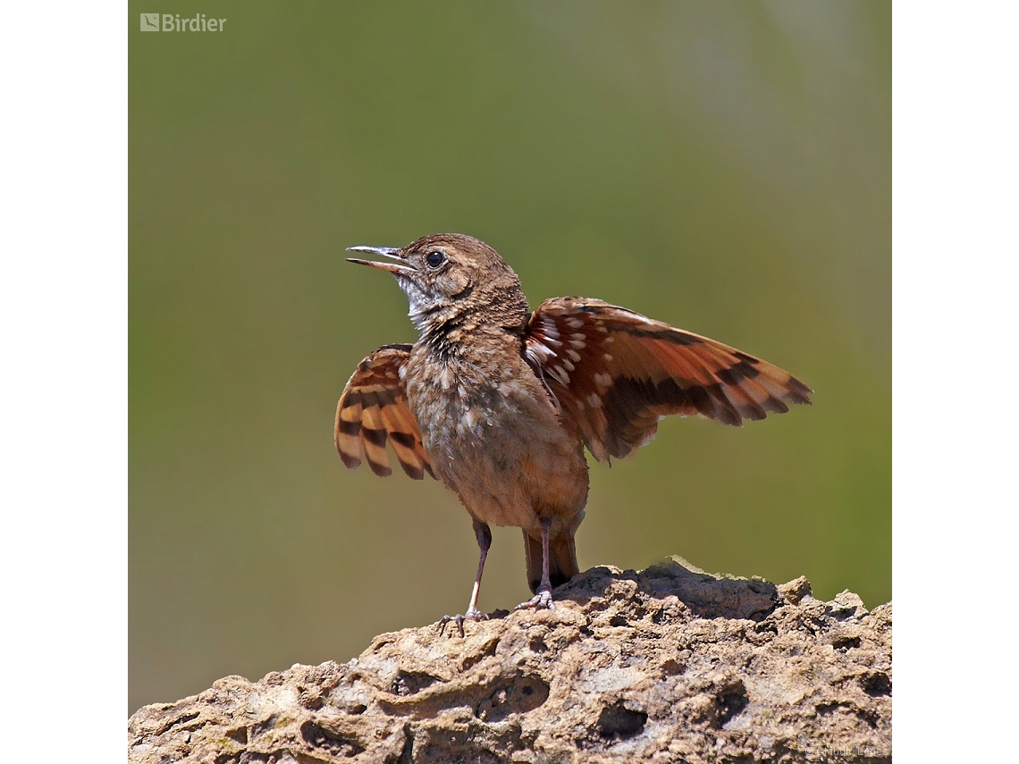 Geositta poeciloptera