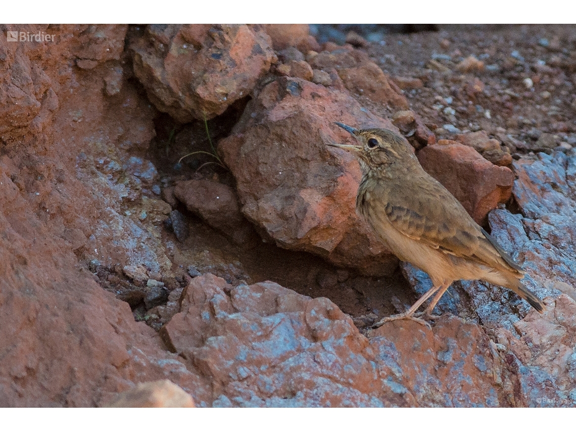 Geositta poeciloptera