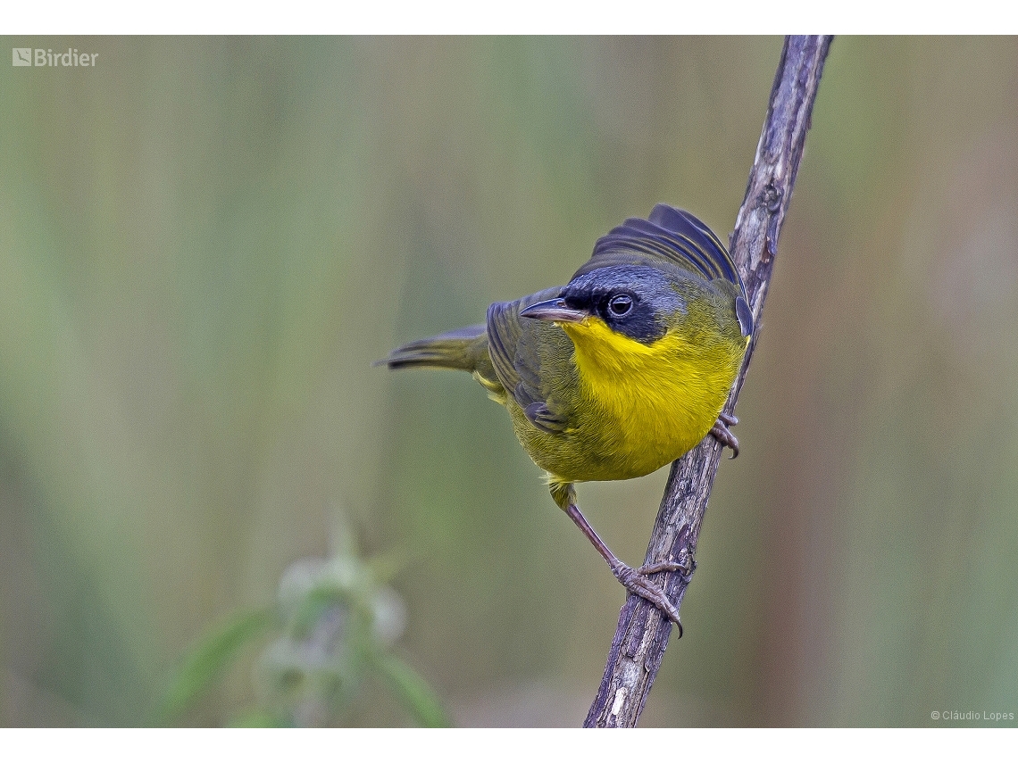 Geothlypis aequinoctialis