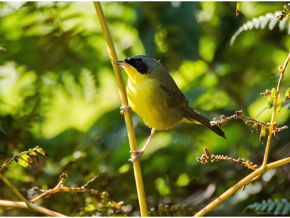 Geothlypis aequinoctialis