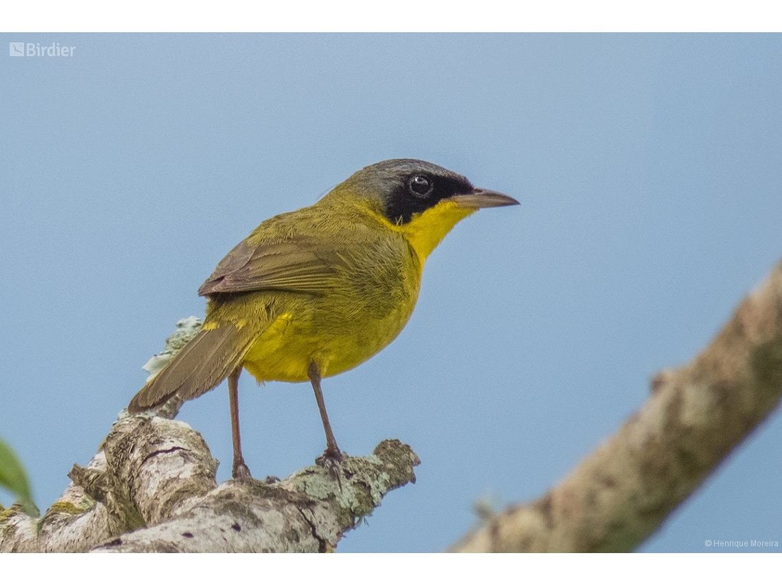 Geothlypis aequinoctialis