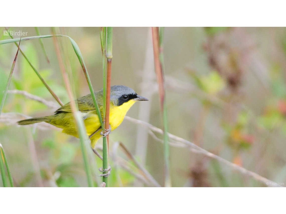 Geothlypis aequinoctialis