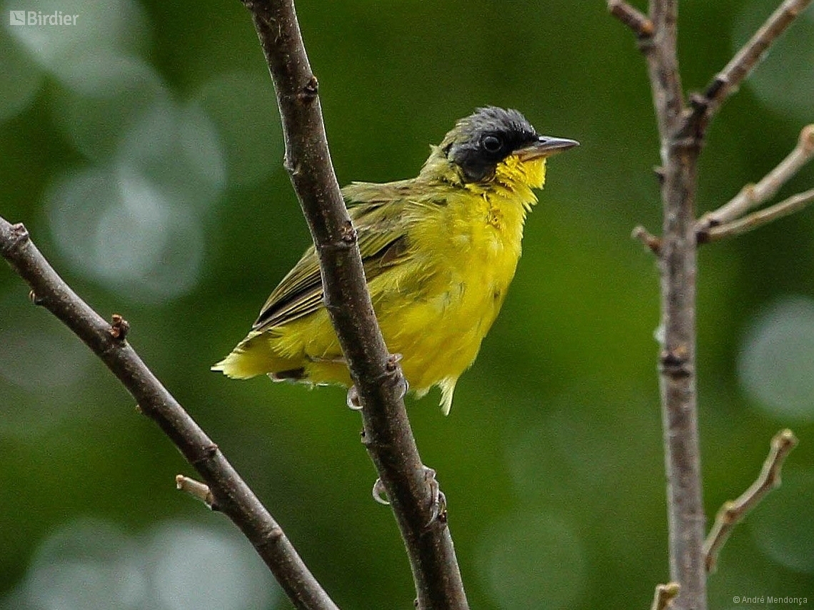 Geothlypis aequinoctialis
