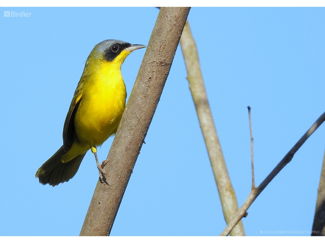 Geothlypis aequinoctialis