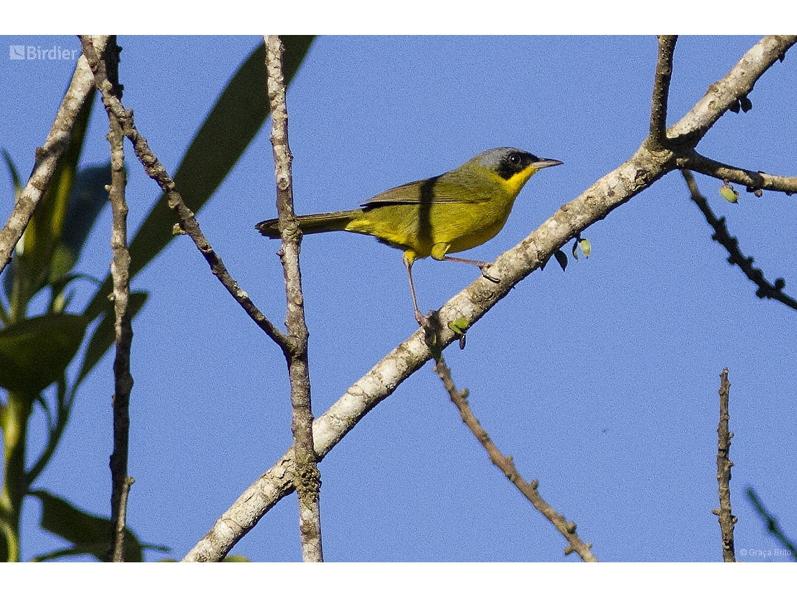 Geothlypis aequinoctialis