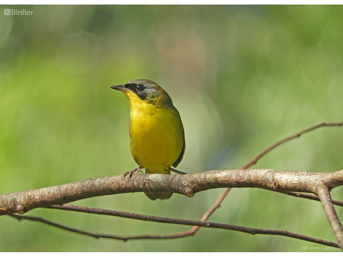 Geothlypis aequinoctialis