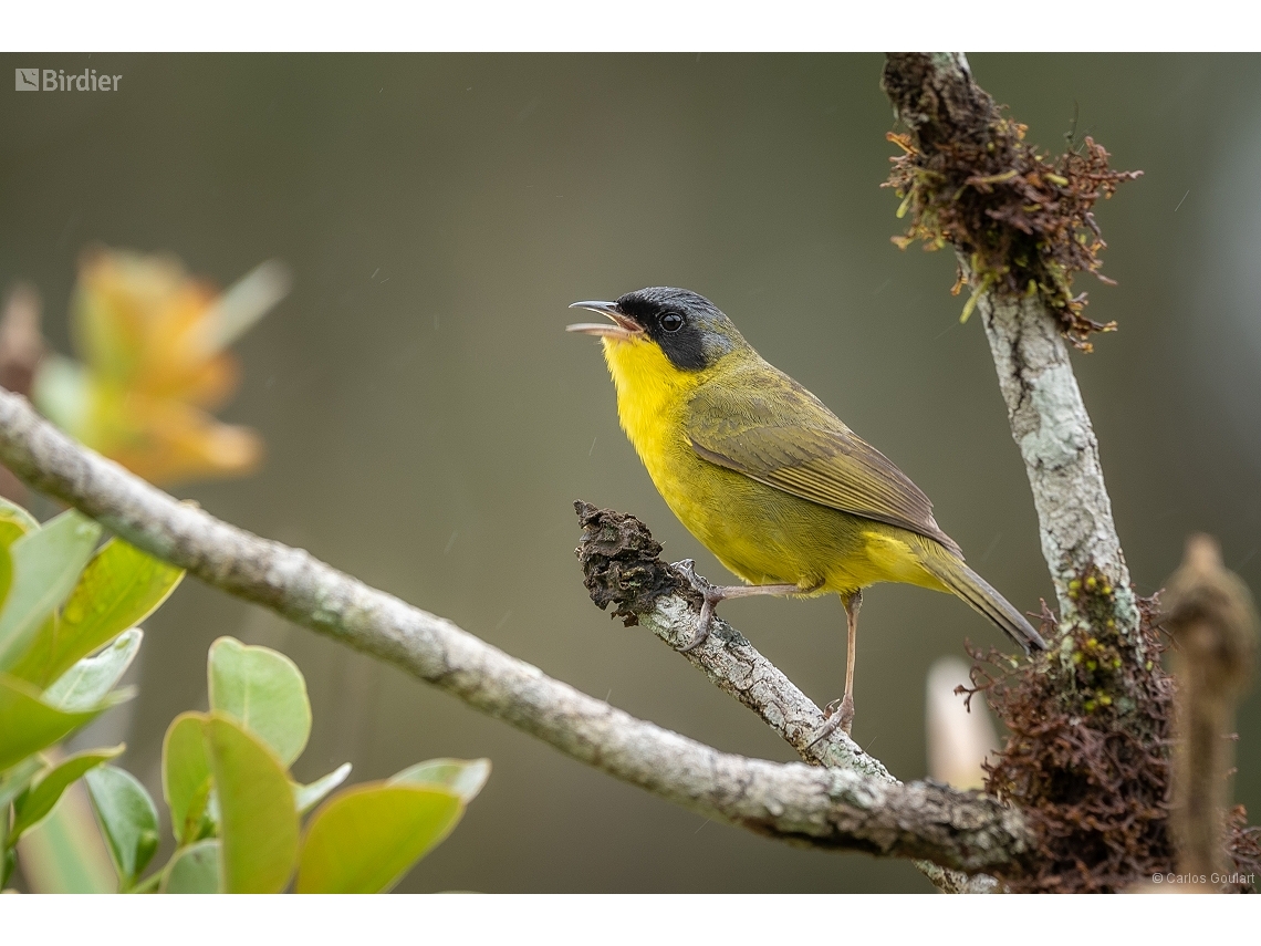 Geothlypis aequinoctialis