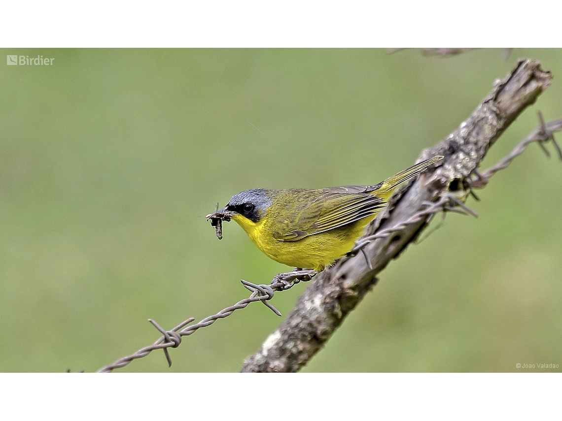 Geothlypis aequinoctialis