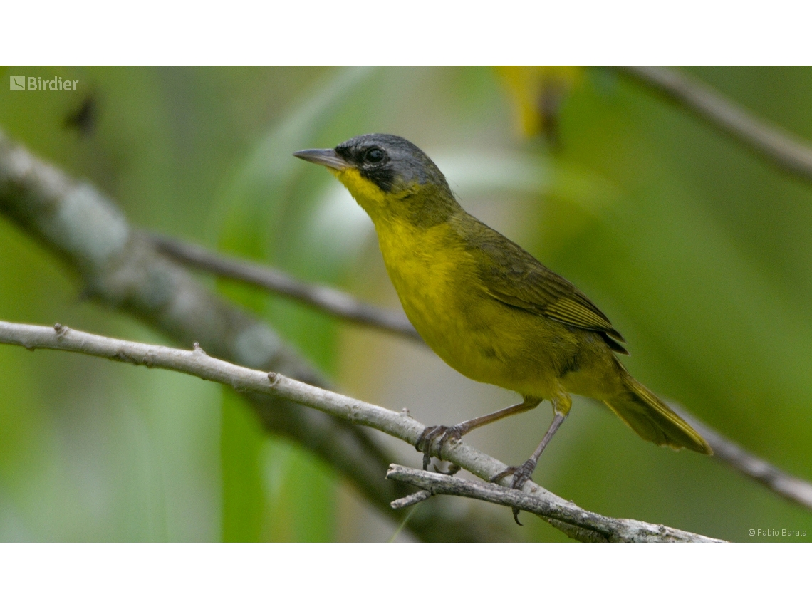 Geothlypis aequinoctialis