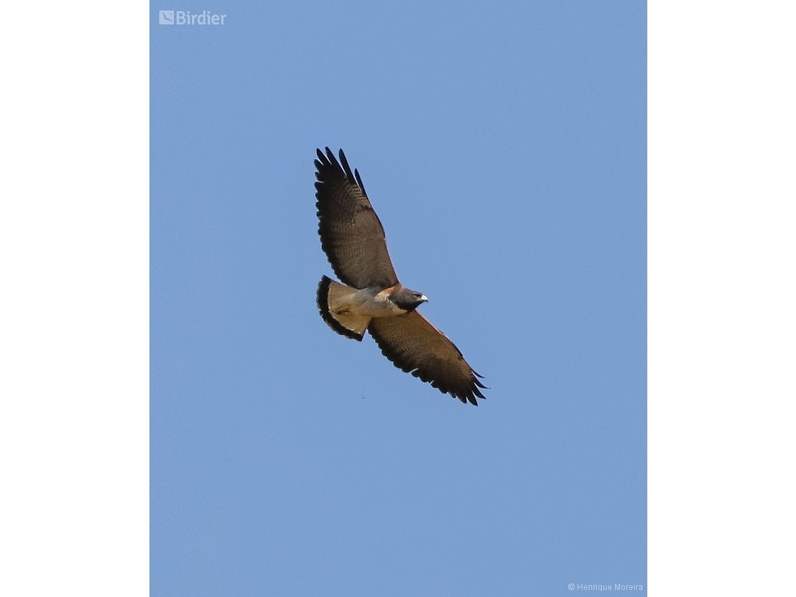 Geranoaetus albicaudatus